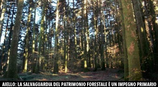 Aiello sulla forestazione in Calabria