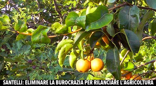 Frutteti in Calabria