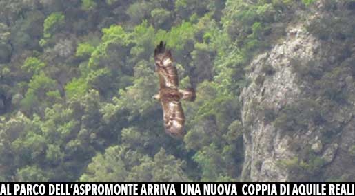 Aquila in Aspromonte
