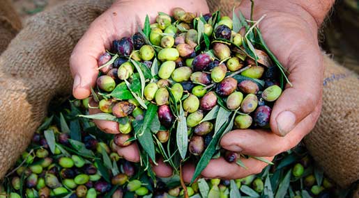 Raccolta di olive