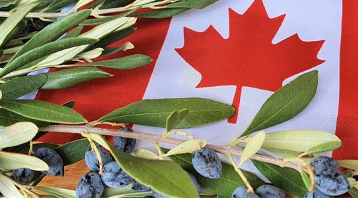 Al via le iscrizioni per il Canadian Award 2021, l'oscar mondiale degli Olii di oliva extravergini