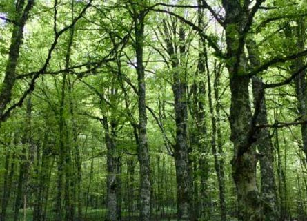 Piantare in Calabria 20 milioni di alberi entro il 2030