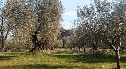 Politica Agricola Comune, Calabria, Puglia e Liguria chiedono modifiche al Piano del Ministero