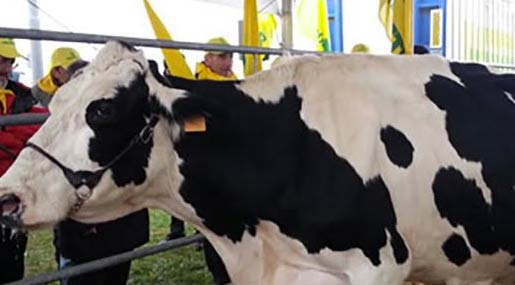 Coldiretti Calabria: Bene prezzo minimo del latte alla stalla per produttori calabresi