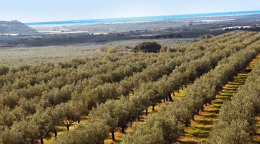 Acli terra Calabria propone una legge regionale sull'Agricoltura Sociale