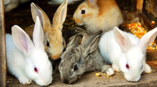 A Montalto Uffugo torna la bellezza del mondo dei conigli con CuniCalabria 2023