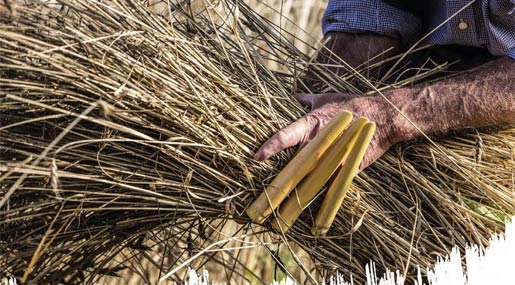 Domenica a Falerna torna "Le vie del grano, dalla mietitura alla produzione del pane"