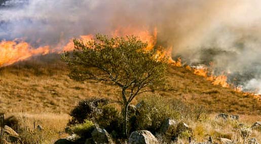Incendi, Legambiente Calabria: Serve maggiore prevenzione del territorio