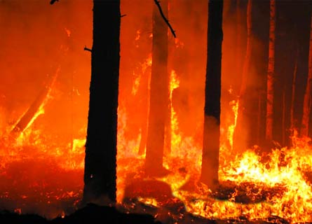 Gli incendi nei boschi del 2021
