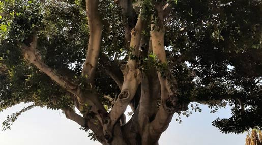 L'OPINIONE / Gerardo Pontecorvo: Salviamo gli alberi di Reggio