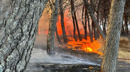 L'OPINIONE / Maria Grazia Vittimberga: Immagini del fuoco a Bosco di Sovereto fanno male
