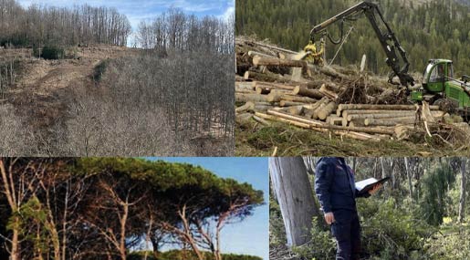 L'OPINIONE / Giuseppe Campana: Il taglio selvaggio degli alberi minaccia l'ambiente