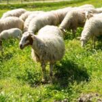 PALUDI (CS) - Una Pasqua identitaria a tavola con Fonsi