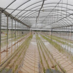 Coldiretti Calabria: Nel lametino ingenti danni all'agricoltura