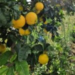 IL COMPARTO AGROALIMENTARE È IL CUORE PULSANTE DELLA CALABRIA: TRAINA 29 MLD