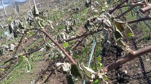 Coldiretti Calabria: È urgente una gestione più efficace delle risorse idriche