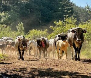 LONGOBUCCO (CS) - Successo per la tappa di Transumando